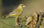 Groenling Schotse, Dieren en Toebehoren, Meerdere dieren, Wildzangvogel, Geringd