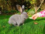 blauwe reuzevlinder (rammelaar), Dieren en Toebehoren, Konijnen, Mannelijk, Groot, 0 tot 2 jaar