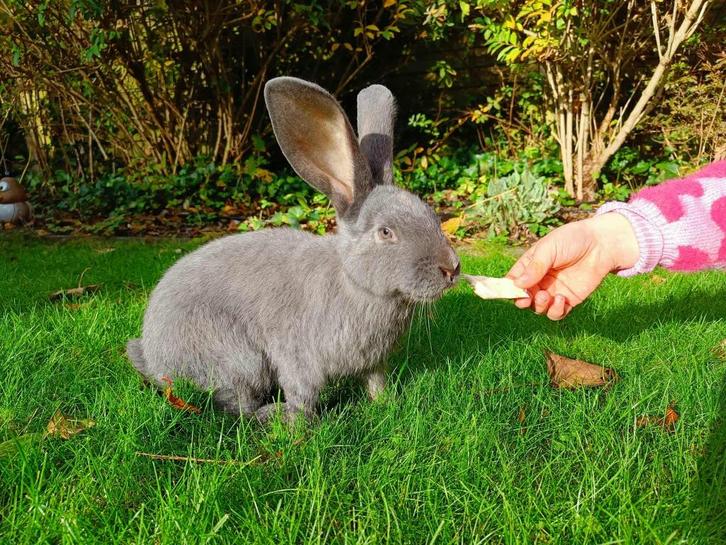 blauwe reuzevlinder (rammelaar), Dieren en Toebehoren, Konijnen, Groot, Mannelijk, 0 tot 2 jaar