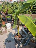 Musa . Verschillende soorten . Terplaatse kunnen nog andere, Tuin en Terras, Ophalen