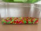 Baby guppy’s, Dieren en Toebehoren, Ophalen