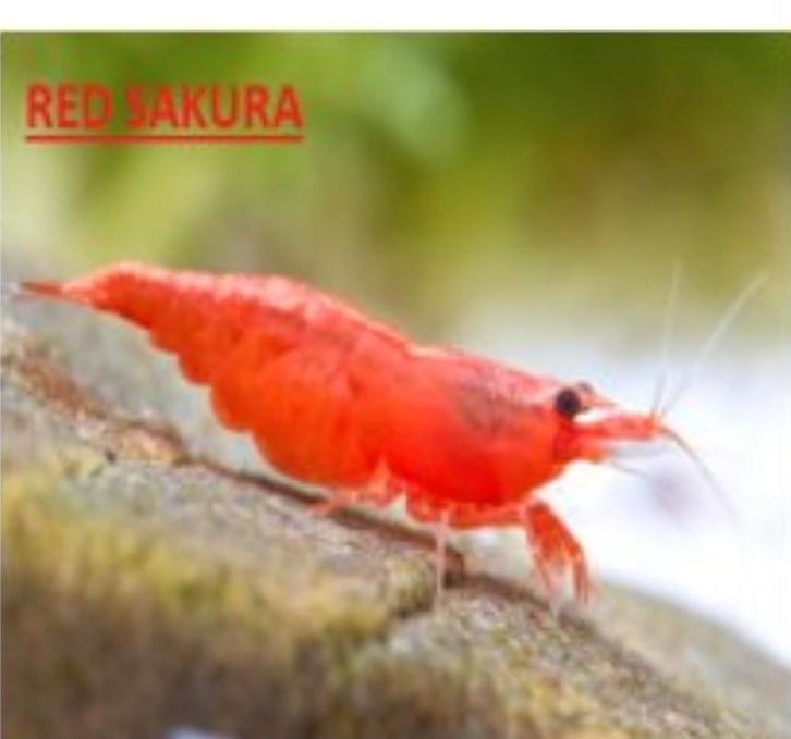 Neocaridina Red Sakura (lot de 10)+ mousse offerte, Dieren en Toebehoren, Vissen | Aquaria en Toebehoren, Ophalen