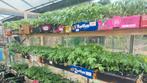 22 variétés de tomates biologiques, Jardin & Terrasse, Plantes | Jardin, Enlèvement ou Envoi