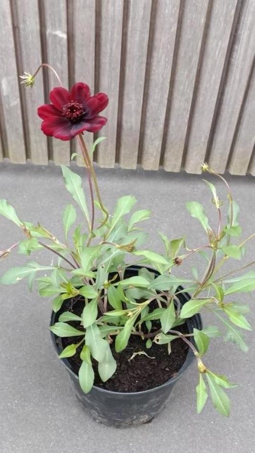 grote pot chocolade cosmos, laatste, Tuin en Terras, Planten | Tuinplanten, Vaste plant, Overige soorten, Volle zon, Zomer, Ophalen