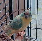 koppel kakariki's met of zonder kooi, Dieren en Toebehoren, Meerdere dieren, Parkiet, Geringd