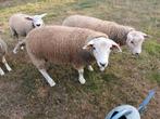 Dekrammen ,texelaar., Dieren en Toebehoren, Schapen, Geiten en Varkens