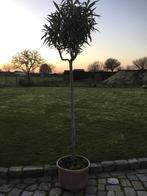 Oleanderboom, Tuin en Terras, Planten | Bomen, Lente, 100 tot 250 cm, Ophalen, Volle zon