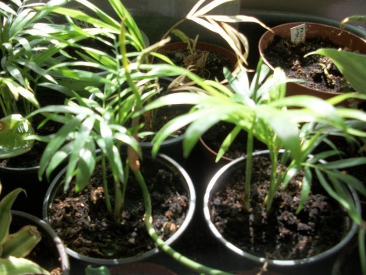Chameadora elegans een palm voor binnen, Huis en Inrichting, Kamerplanten, Palm, Minder dan 100 cm, Halfschaduw, Ophalen