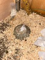 Hamster opzoek naar huis, Dieren en Toebehoren, Vrouwelijk, Tam