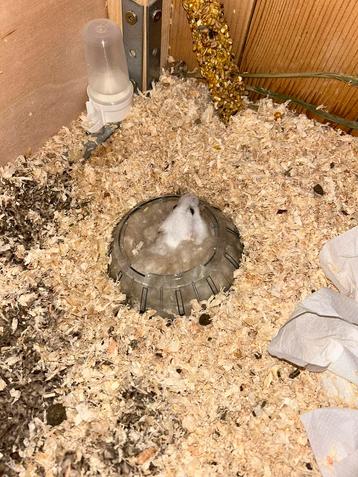 Hamster opzoek naar huis, Femelle, Domestique