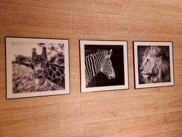 3 kaders 50x50cm zwartwit safari foto's beschikbaar voor biedingen