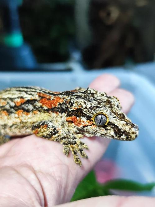 Gargoyle gekko/Rhacodactylus auriculatus, Dieren en Toebehoren, Reptielen en Amfibieën, Hagedis, 3 tot 6 jaar, Tam