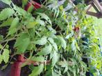 Tomatenplanten, Tuin en Terras, Planten | Tuinplanten, Zomer, Ophalen, Groenteplanten, Eenjarig