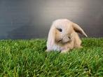 Handtamme mannelijke minilop konijnen jong, Oreilles tombantes, Mâle, Nain, 0 à 2 ans