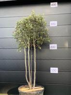 Meerstammige steeneik - quercus ilex 250-300cm, Tuin en Terras, In pot, Overige soorten, Volle zon, 250 tot 400 cm