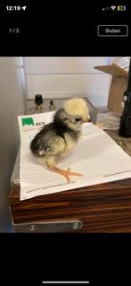 Hollandse witkuif kuikens, Dieren en Toebehoren