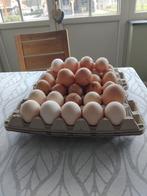 Poulets à griller Kabir, œufs à éclore, race pure, Animaux & Accessoires, Enlèvement