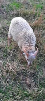 Schapen, Dieren en Toebehoren, Mannelijk, Schaap, 0 tot 2 jaar