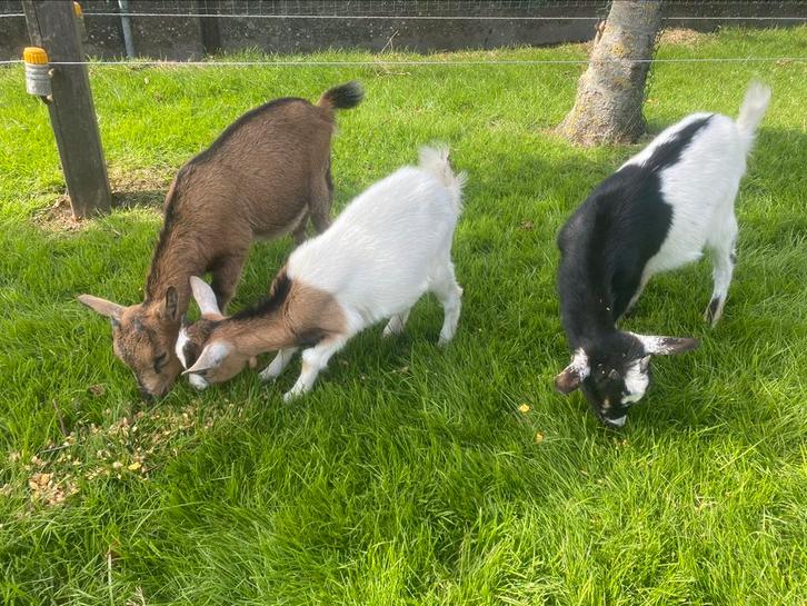 Dwerggeitjes, Animaux & Accessoires, Moutons, Chèvres & Cochons