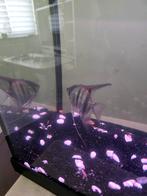 Te koop aquarium +maanvis, Ophalen, Gebruikt