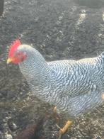 Amrock ruilen, Mannelijk, Kip