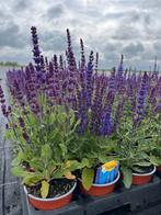 Salvia nemorosa merleau Blue, Tuin en Terras, Ophalen, Vaste plant