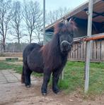 Shetlander ruin, 3 jaar weidemaatje/gezelschapspony, Dieren en Toebehoren, Ruin, Recreatiepaard, Met stamboom, 3 tot 6 jaar