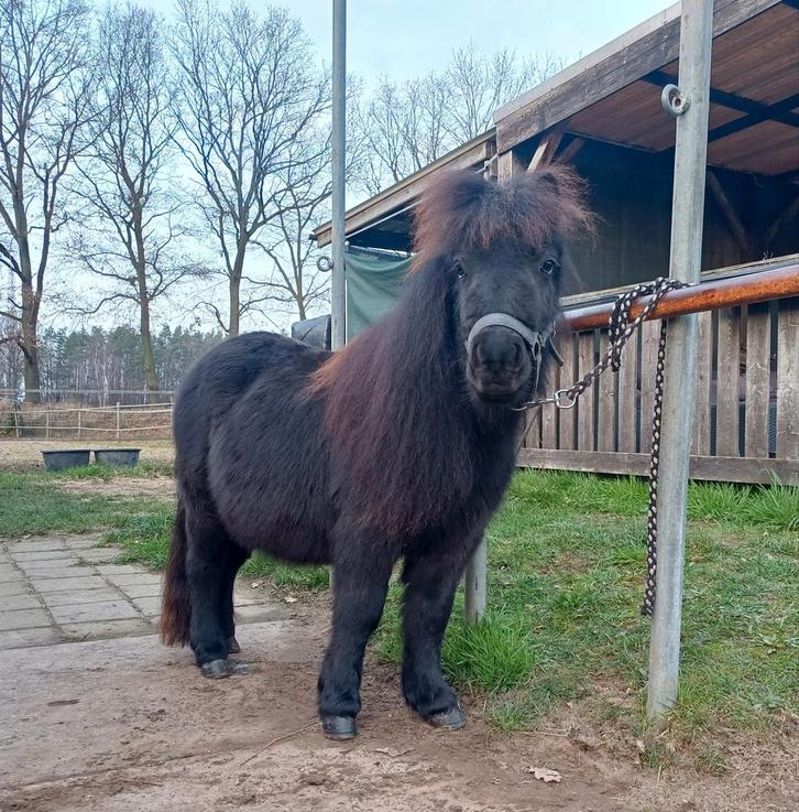 Shetlander ruin, 3 jaar weidemaatje/gezelschapspony, Dieren en Toebehoren, Paarden, Ruin, 3 tot 6 jaar, Recreatiepaard, Met stamboom