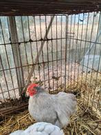 Cochin kriel haantje, Animaux & Accessoires