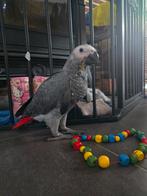 Handtamme grijze roodstaart te reserveren, Dieren en Toebehoren