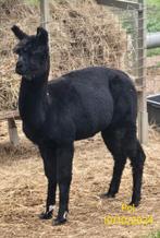 Alpaca hengst, Dieren en Toebehoren, Overige Dieren, Oktober, Mannelijk