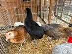 Araucana met toeven, Animaux & Accessoires, Volatiles