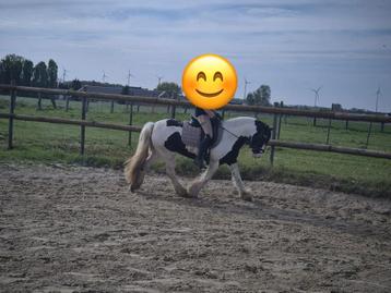 Knappe mini tinker merrie, Jument
