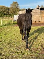 Friese  merrie met stamboom Nane 492 x Odette Fan De Marwei, Dieren en Toebehoren, Merrie, Met stamboom, Zadelmak, 7 tot 10 jaar