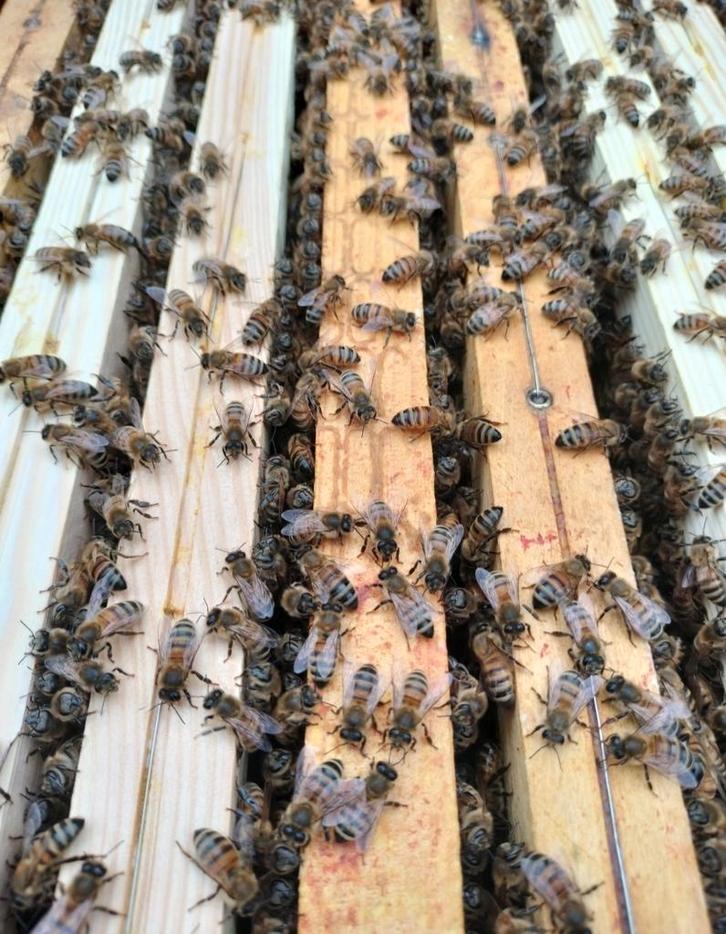 Colonies abeilles Buckfast sur Dadant, Animaux & Accessoires, Animaux Autre, Plusieurs animaux, Mai