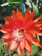 cactus - Epiphyllum NOID - 50 cm lange stekken, Enlèvement, Cactus