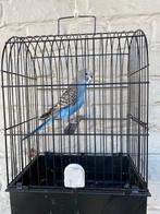 GRASPARKIETEN 2025., Dieren en Toebehoren, Meerdere dieren, Parkiet, Geringd