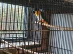 Caique man, Dieren en Toebehoren, Vogels | Parkieten en Papegaaien