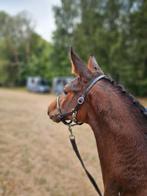 Talentvol hengstenveulen van Jaguar vd Berghoeve, Dieren en Toebehoren, Paarden, Springpaard, Gechipt, Niet van toepassing, 0 tot 2 jaar