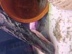 Gratis Aquarium 60X25X30 met vissen, Dieren en Toebehoren