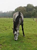 Op zoek naar een pensioen, Dieren en Toebehoren, Ruin, Minder dan 160 cm, Gechipt, 3 tot 6 jaar