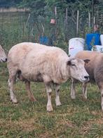 Brebis Swifter 3 ans