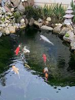 koi's, Dieren en Toebehoren, Vissen | Vijvervissen, Karper of Koi