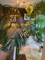 Grote kamerpalm in pot, Huis en Inrichting, Kamerplanten, Ophalen, Palm, In pot