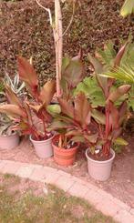 canna rublum, Ophalen, Zomer