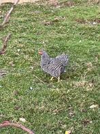 Wyandotte, Dieren en Toebehoren, Pluimvee