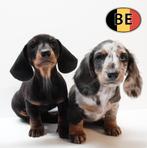 Levendige en charmante Teckel-puppy’s te koop, Dieren en Toebehoren, Honden | Teckels en Dashonden, België, Handelaar, CDV (hondenziekte)
