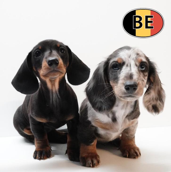 Levendige en charmante Teckel-puppy’s te koop, Dieren en Toebehoren, Honden | Teckels en Dashonden, Meerdere dieren, Korthaar