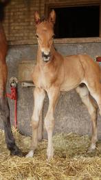Veulen springpaard, Dieren en Toebehoren, Paarden, Hengst, Springpaard