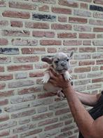 Franse Bulldog pups te koop, diverse mooie kleurtjes,, Dieren en Toebehoren, Honden | Bulldogs, Pinschers en Molossers, België
